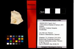 Foto (Objekt + Etikett) von Jurellana tithonia (Schweitzer & Feldmann, 2010)  (NHMW-GEO-1990-0041-2518)